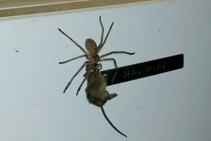 Une énorme araignée transporte le cadavre d’une souris