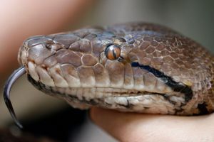 Le serpent vu dans une rivière du Maine pourrait être un python de grande taille.