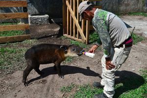 A Joya Grande, le domaine saisi devenu refuge pour tapirs.