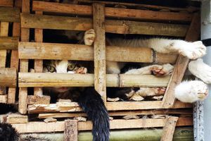 Les chats saisis dans le camion qui les transportait vers les restaurants d’Hanoï. 