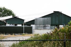Un élevage de visons, aux Pays-Bas. 