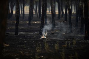 Espagne : un parc naturel en proie aux flammes