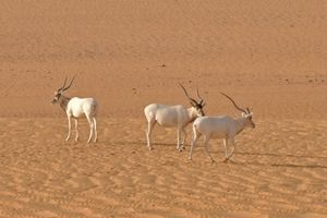 Trois addax photographiés à l'état sauvage au Niger en 2012 à la lisière des provinces reculées d'Agadez et de Diffa, en plein désert du Sahara