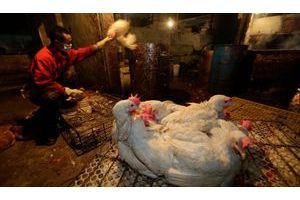  Sur un marché de Wuhan, samedi, les autorités capturent les volailles pour les abattre.
