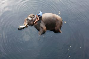 Un éléphant en Inde.