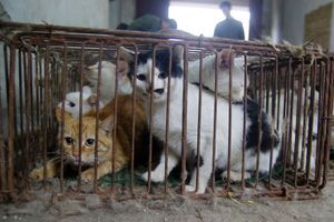 Des centaines de chats étaient enfermés dans cet abattoir illégal en Chine. 