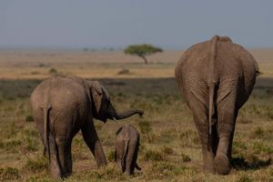 Une famille d'éléphants au Zambie. 