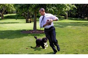  Pelouse sud de la Maison-Blanche, 12 mai 2009. Barack Obama joue au football américain avec Bo.