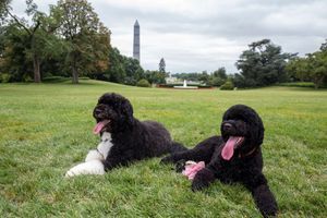 Les First Dogs de la Maison Blanche en photos