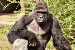 Harambe, le gorille tué au zoo de Cincinnati. 