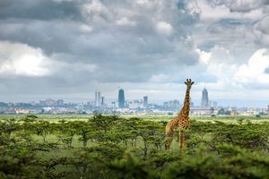 Nairobi: la ville est une jungle