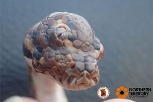 Le serpent à trois yeux découvert en Australie. 