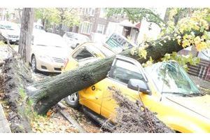  Un célèbre taxi jaune de New York écrasé par un arbre.