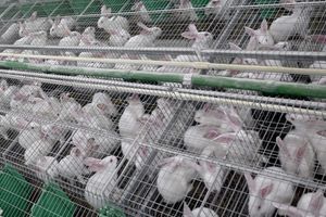En France (ici dans le Nord, en novembre 2015), 40 millions de lapins sont élevés en cages dépourvues de tout aménagement.
