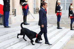 Emmanuel et Brigitte Macron, les coulisses de l'adoption de leur chien