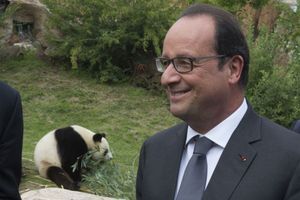 François Hollande parmi les pandas de Beauval 