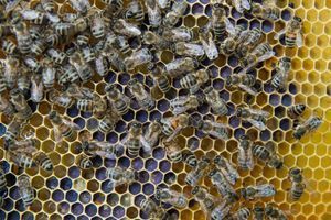 Des abeilles (photo d'illustration)