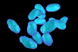 Bactéries provoquant plusieurs maladies, dont la méningite. 