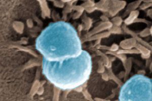 Une bactérie de la méningite (image d'illustration).
