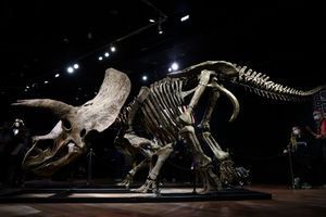 A vendre : "Big John", squelette de tricératops estimé à plus d’un million d’euros