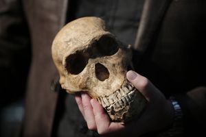 Illustration d'une réplique de crâne d'Homo Naledi.