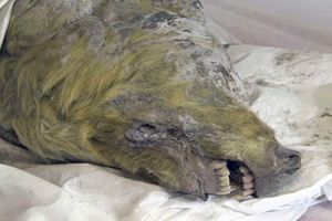 La tête d’un loup géant vieille de 32 000 ans découverte en Sibérie