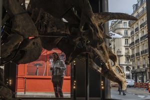 Le plus grand tricératops connu exposé à Paris avant des enchères