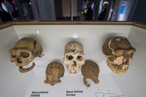 Fragments d'Homo erectus exposés en Allemagne. 
