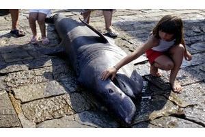  Voici un requin pèlerin, qui avait été capturé dans le port de Gijon, en Espagne en 2005.