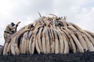Une "pyramide" de défenses d'éléphants prises aux braconniers, au Kenya.