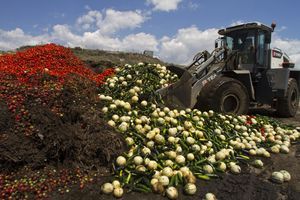 En 2011, les inquiétudes liées à une épidémie d'E.Coli ont entraîné la perte de dizaines de tonnes de fruits et légumes, comme ici dans le sud de l'Espagne.