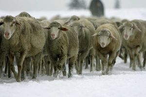 Des moutons dans la neige (image d'illustration). 