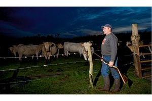  Fusil de chasse au poing, Xavier Chiché monte la garde auprès de son troupeau. En mars et décembre 2012, deux des vaches de cet agriculteur ont été abattues, et leur viande volée.