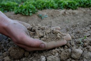 Un fermier tient de la terre sèche dans ses mains (image d'illustration). 