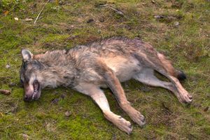 Le loup a été tué par un chasseur de la région
