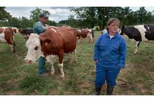  Dans leurs champs du Limousin, Vincent et Jocelyne Normand sélectionnent, à contrecœur, 6 vaches laitières pour l’abattoir.