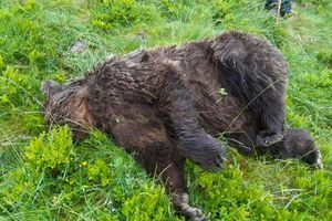 L'ours découvert mort dans les Pyrénées, mardi. 