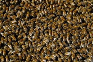 Un septuagénaire est entre la vie et la mort après avoir été attaqué par des milliers d'abeilles (image d'illustration).