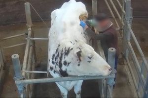 Image extraite de la vidéo sur les vaches à hublot.