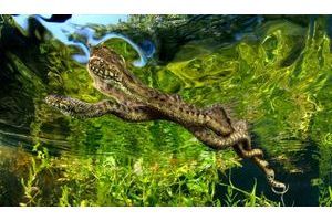  Des amours qui n’en finissent pas. La couleuvre vipérine est le seul serpent à s’accoupler dans l’eau. Ces deux spécimens peuvent rester ainsi enlacés pendant une ou deux heures.
