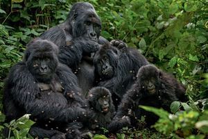 Au parc des Virunga, tous les gorilles reçoivent un nom. Ici, les Bageni sont rassemblés autour du silverback, le mâle dominant.