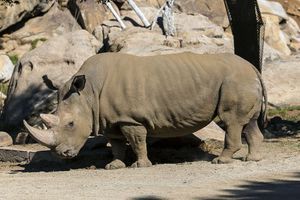 Angalifu, rhinocéros blanc du nord, est décédé à 44 ans.