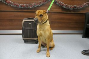 Kai le chien a été abandonné en gare d'Ayr, en Ecosse, avec une valise pour compagnon. 