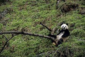 Un panda géant dans la réserve du Sichuan, en Chine. 
