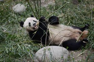 Un Chinois a obtenu plus de 80.000 euros de dédommagement après avoir été mordu par un panda. 
