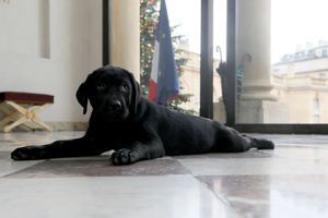 Philae, la petite chienne labrador qui a été offerte à François Hollande. 