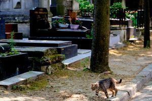 Un chat dans un cimetière