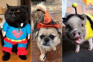 Drôles de bêtes : Les animaux sont fin prêts pour Halloween