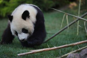 Gâteau et bambou pour les 2 ans de Yuan Meng, le bébé panda de Beauval