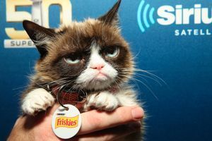 Grumpy Cat, en février 2016.